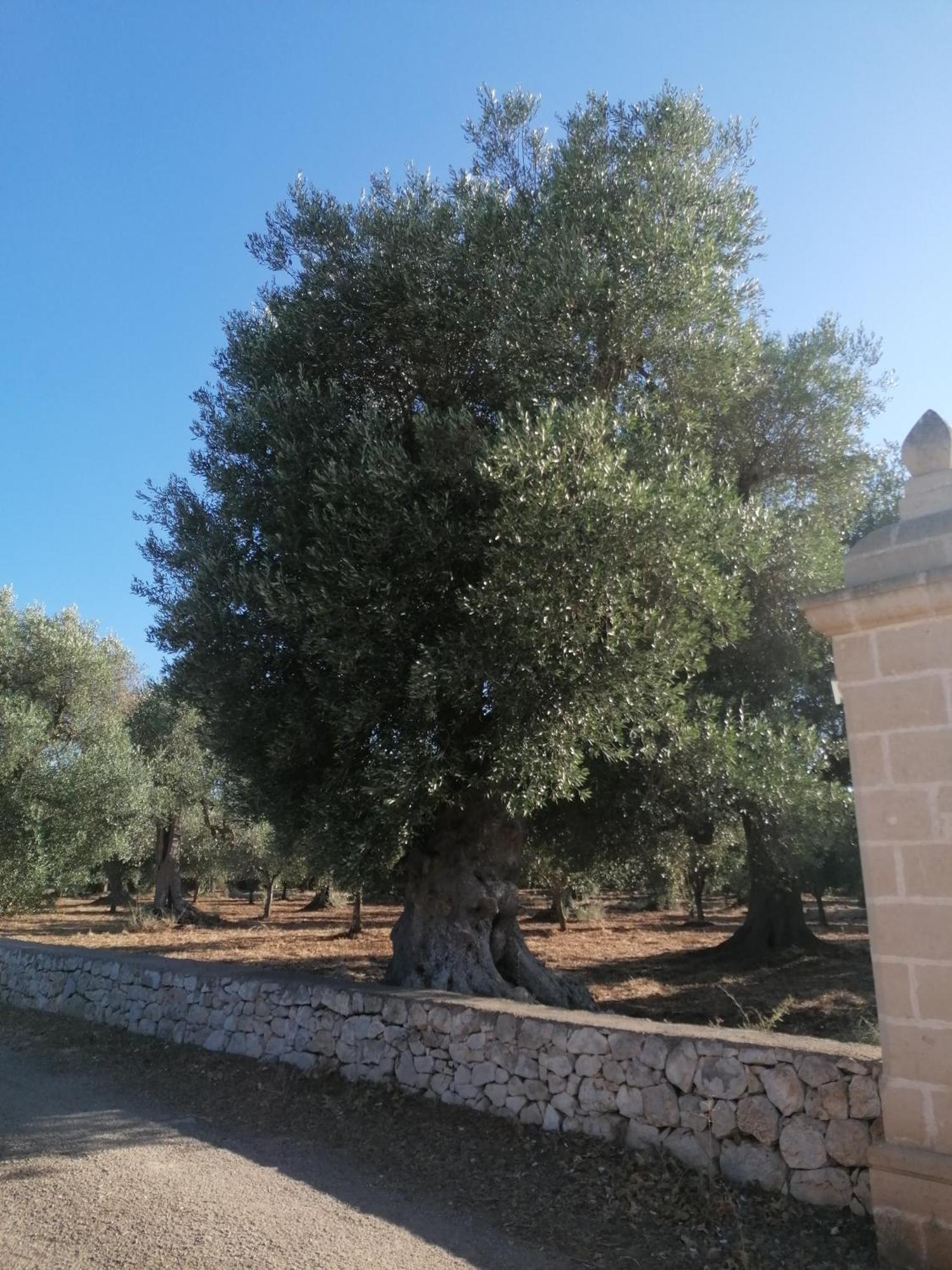 Masseria Le Betulle Сан-Вито-деи- Норманни Экстерьер фото