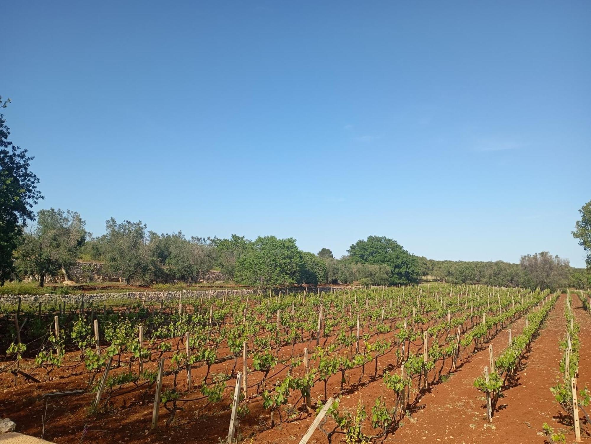 Masseria Le Betulle Сан-Вито-деи- Норманни Экстерьер фото